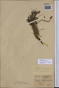 Hedysarum schellianum Knjaz., Средняя Азия и Казахстан, Муюнкумы, Прибалхашье и Бетпак-Дала (M9) (Казахстан)