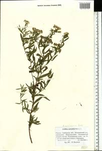 Achillea salicifolia subsp. salicifolia, Восточная Европа, Центральный лесостепной район (E6) (Россия)