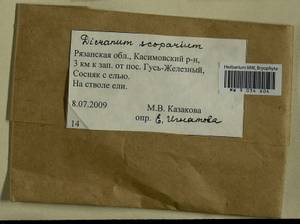 Dicranum scoparium Hedw., Гербарий мохообразных, Мхи - Центральное Нечерноземье (B6) (Россия)