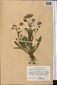 Erigeron tianschanicus Botsch., Средняя Азия и Казахстан, Северный и Центральный Тянь-Шань (M4) (Киргизия)