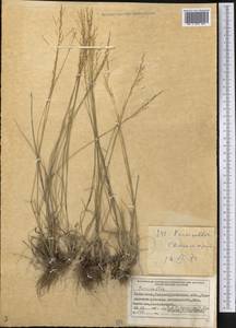 Бескильница, Средняя Азия и Казахстан, Муюнкумы, Прибалхашье и Бетпак-Дала (M9) (Казахстан)