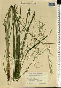 Lolium giganteum (L.) Darbysh., Восточная Европа, Латвия (E2b) (Латвия)