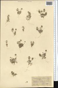 Ceratocephala orthoceras DC., Средняя Азия и Казахстан, Каракумы (M6) (Туркмения)