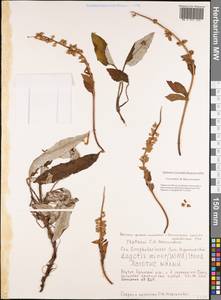 Lagotis glauca subsp. minor (Willd.) Hultén, Сибирь, Якутия (S5) (Россия)
