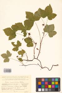 Костяника хмелелистная C.A.Mey., Восточная Европа, Северный район (E1) (Россия)