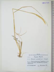 KHA9796, Campeiostachys dahurica (Turcz. ex Griseb.) B.R.Baum, J.L.Yang & C.Yen, Сибирь, Дальний Восток (S6) (Россия)