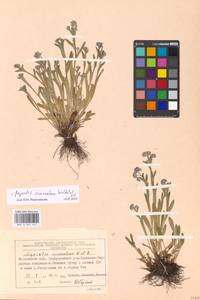 Незабудка альпийская F.W.Schmidt, Восточная Европа, Московская область и Москва (E4a) (Россия)