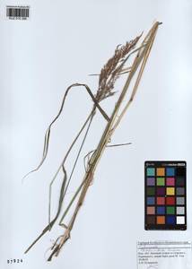 Вейник пурпурный (Trin.) Trin., Сибирь, Алтай и Саяны (S2) (Россия)