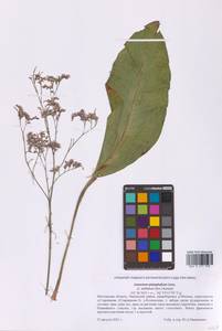 Limonium coriarium H.Arnaud, Восточная Европа, Московская область и Москва (E4a) (Россия)