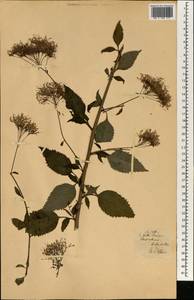 Magnoliopsida, Африка (AFR) (Португалия)