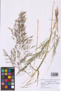 Метлица обыкновенная (L.) P.Beauv., Восточная Европа, Московская область и Москва (E4a) (Россия)