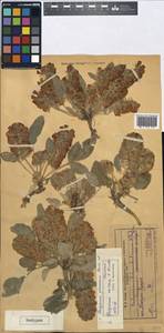 Hedysarum dshambulicum Pavlov, Средняя Азия и Казахстан, Западный Тянь-Шань и Каратау (M3) (Казахстан)