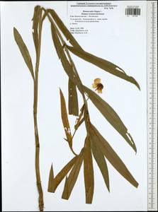 Лютик длиннолистный L., Восточная Европа, Центральный район (E4) (Россия)