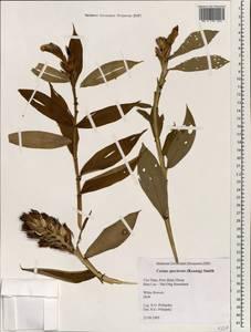 Hellenia speciosa (J.Koenig) S.R.Dutta, Зарубежная Азия (ASIA) (Вьетнам)