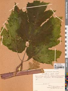 Heracleum maximum W.Bartram, Сибирь, Чукотка и Камчатка (S7) (Россия)