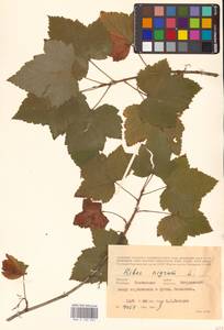 Смородина черная L., Восточная Европа, Центральный лесостепной район (E6) (Россия)