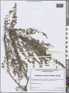 Полынь австрийская Jacq., Кавказ, Северная Осетия, Ингушетия и Чечня (K1c) (Россия)