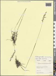 Вейник кавказский Trin., Кавказ, Дагестан (K2) (Россия)