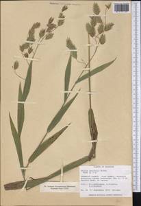 Chasmanthium latifolium (Michx.) H.O.Yates, Америка (AMER) (США)