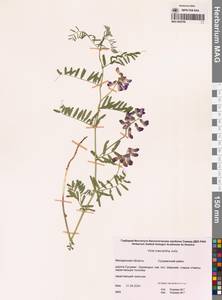 Горошек крупноцветковый Jurtzev, Сибирь, Чукотка и Камчатка (S7) (Россия)