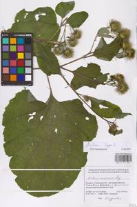 Лопух большой L., Восточная Европа, Белоруссия (E3a) (Белоруссия)