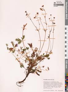 Лапчатка анадырская Juz., Сибирь, Чукотка и Камчатка (S7) (Россия)