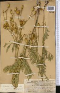 Rhaponticoides ruthenica (Lam.) M.V.Agab. & Greuter, Средняя Азия и Казахстан, Западный Тянь-Шань и Каратау (M3) (Казахстан)