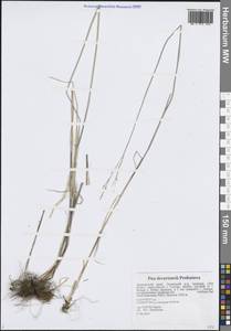 Мятлик высокий Hitchc., Сибирь, Дальний Восток (S6) (Россия)