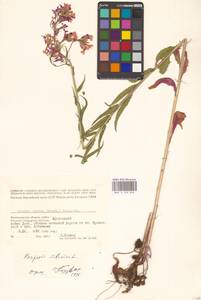 Вечерница сибирская L., Восточная Европа, Нижневолжский район (E9) (Россия)