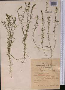 Болотник обыкновенный L., Средняя Азия и Казахстан, Северный и Центральный Казахстан (M10) (Казахстан)