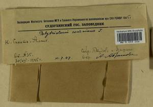 Polytrichum commune Hedw., Гербарий мохообразных, Мхи - Дальний Восток (без Чукотки и Камчатки) (B20) (Россия)