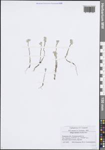 Logfia minima (Sm.) Dumort., Восточная Европа, Центральный район (E4) (Россия)