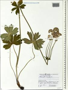 Астранция большая L., Восточная Европа, Западно-Украинский район (E13) (Украина)