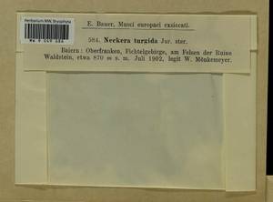 Metaneckera menziesii (Drumm.) Steere, Гербарий мохообразных, Мхи - Западная Европа (BEu) (Германия)