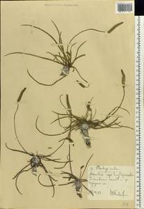 Подорожник морской, Подорожник приморский L., Восточная Европа, Северо-Украинский район (E11) (Украина)