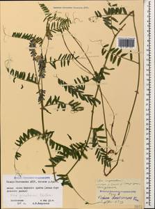 Vicia tenuifolia subsp. subalpina (Grossh.) Zernov, Кавказ, Северная Осетия, Ингушетия и Чечня (K1c) (Россия)