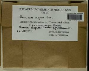 Dicranum majus Turner, Гербарий мохообразных, Мхи - Архангельская и Вологодская области, Коми, Ненецкий АО (B7) (Россия)
