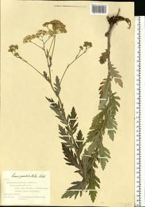 Jacobaea erucifolia subsp. grandidentata (Ledeb.) V. V. Fateryga & Fateryga, Восточная Европа, Северо-Украинский район (E11) (Украина)