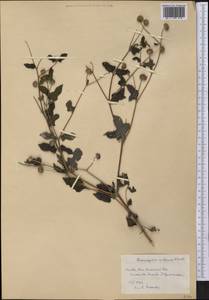 Isocarpha atriplicifolia var. wrightii Griseb., Америка (AMER) (Куба)