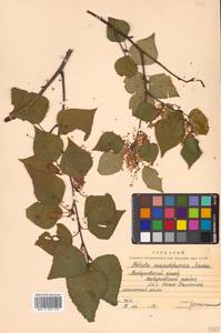 Betula pendula subsp. mandshurica (Regel) Ashburner & McAll., Сибирь, Дальний Восток (S6) (Россия)