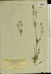 Asperula tinctoria L., Восточная Европа, Волжско-Камский район (E7) (Россия)