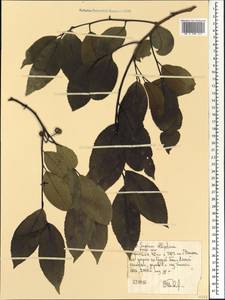 Shirakiopsis elliptica (Hochst.) Esser, Африка (AFR) (Эфиопия)