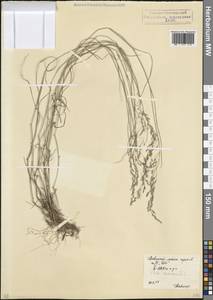 Мятлик дубравный L., Кавказ, Северная Осетия, Ингушетия и Чечня (K1c) (Россия)