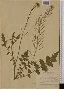 Erucastrum nasturtiifolium (Poir.) O.E. Schulz, Западная Европа (EUR) (Италия)