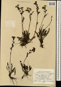 Мытник Нордманна Bunge, Кавказ, Южная Осетия (K4b) (Южная Осетия)