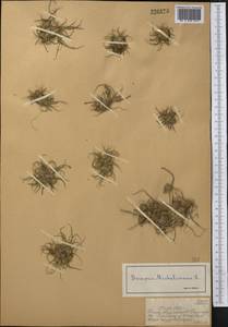 Сыть Микели, Дихостилис Микели (L.) Delile, Средняя Азия и Казахстан, Муюнкумы, Прибалхашье и Бетпак-Дала (M9) (Казахстан)