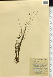 Осока, Сибирь, Чукотка и Камчатка (S7) (Россия)