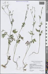 Пупырник африканский Spreng., Зарубежная Азия (ASIA) (Турция)