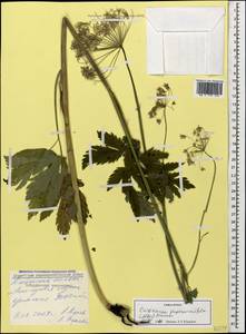 Selinum physospermifolium (Albov) Hand, Кавказ, Ставропольский край, Карачаево-Черкесия, Кабардино-Балкария (K1b) (Россия)