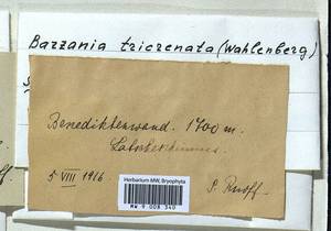 Bazzania tricrenata (Wahlenb.) Lindb., Гербарий мохообразных, Мхи - Западная Европа (BEu) (Германия)